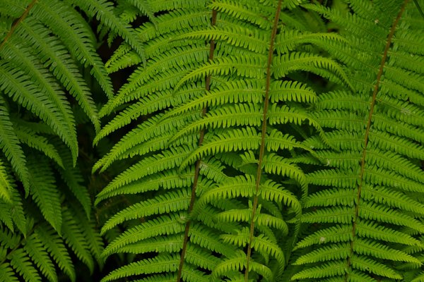 Panneau solaire photovoltaïque : l'énergie du futur à votre portée